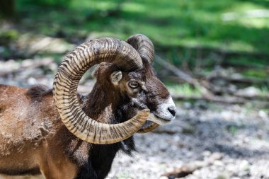 Avrupa kunduzdan oluşur, Ovis orientalis musimon. Vahşi hayvan.