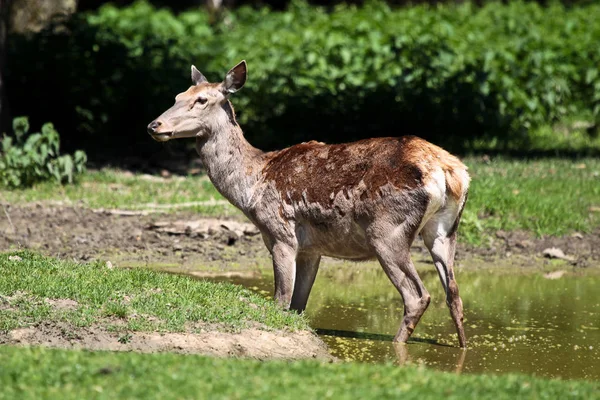 The fallow deer, Dama dama is a ruminant mammal — Stock Photo, Image