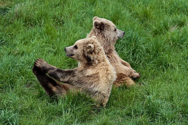 Oso pardo europeo, ursus arctos en un parque — Foto de Stock