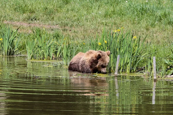 Avrupa boz ayı, ursus arctos bir parkta — Stok fotoğraf