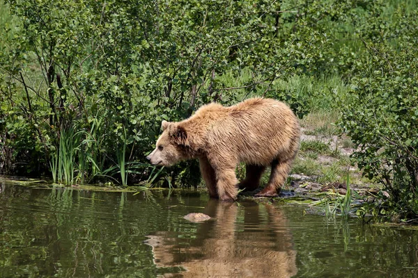 Urso pardo europeu, ursus arctos em um parque — Fotografia de Stock