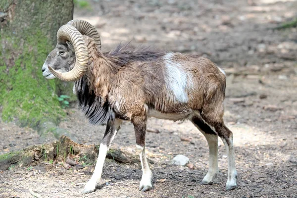 Muflone europeo, Ovis orientalis musimon. Animali selvatici . — Foto Stock