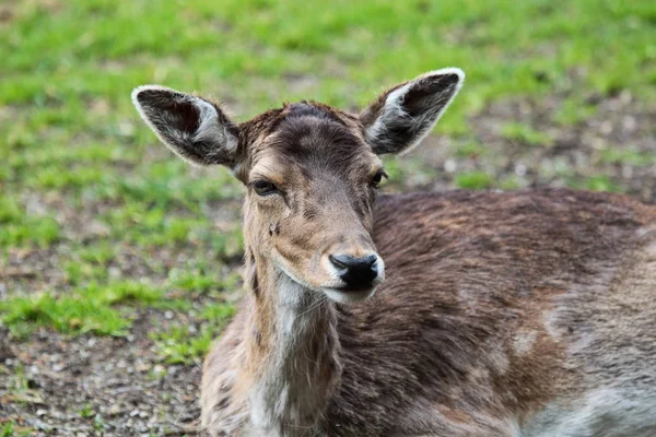 El ciervo en barbecho, Dama dama es un mamífero rumiante — Foto de Stock