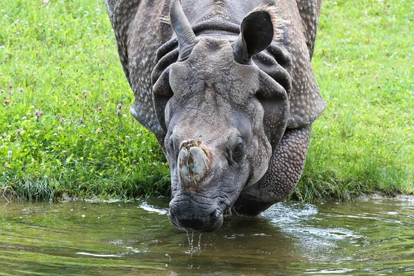 Indický nosorožec, Rhinoceros unicornis aka větší jeden rohatý Rhinoceros — Stock fotografie