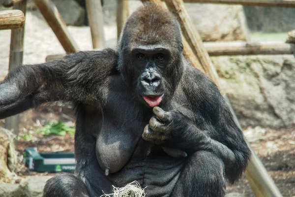 ドイツの動物園の古いゴリラの女性 — ストック写真