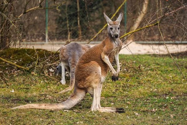 Red kangaroo, Macropus rufus in a german zoo