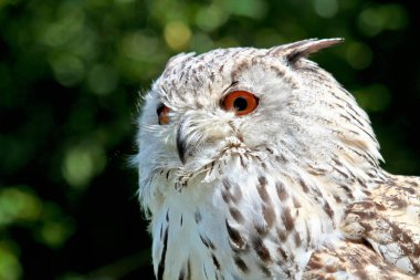 Sibirya kartal baykuş bubo bubo sibiricus. Dünyanın en büyük baykuş