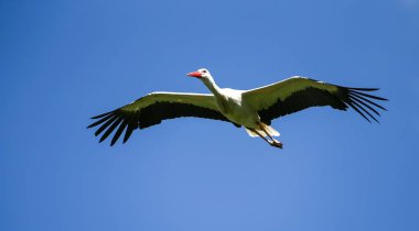 Uçan Avrupa beyaz leylek Ciconia ciconia bir Alman Doğa Parkı