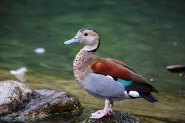 Ringa mavisi, Callonetta leucophrys yaşam içinde suda Yüzme