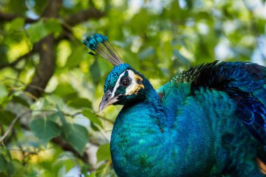 Hint tavuskuşu veya mavi tavus kuşu, Pavo cristatus Hayvanat Bahçesi