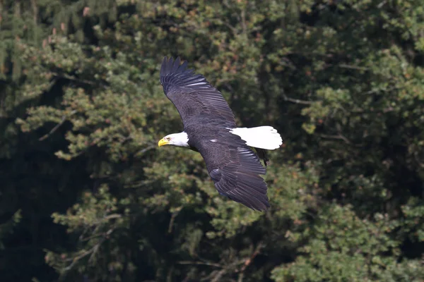 Flygande bald eagle lat. haliaeetus leucocephalus i en park — Stockfoto