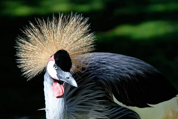 Sort kronet trane, Balearica pavonina i zoologisk have - Stock-foto