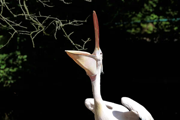 Great White Pelican, Pelecanus onocrotalus in the zoo — Stock Photo, Image