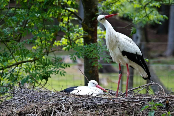 European white stork, Ciconia ciconia in a german nature park — Stock Photo, Image