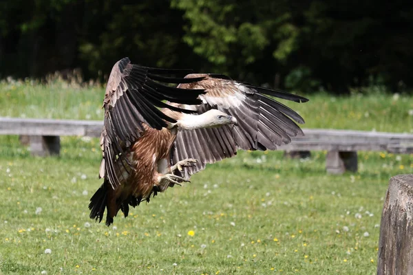 Gänsegeier Gyps fulvus in einem deutschen Naturpark — Stockfoto