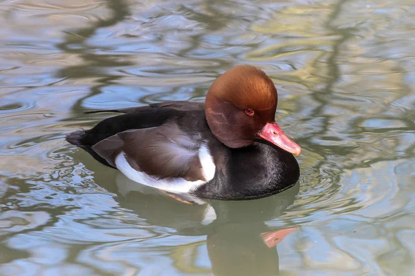 Pochard de crista vermelha, Netta rufina nadando em um lago — Fotografia de Stock