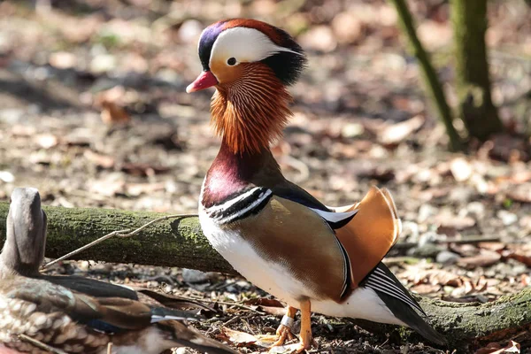 El pato mandarín, Aix galericulata en un zoológico alemán —  Fotos de Stock