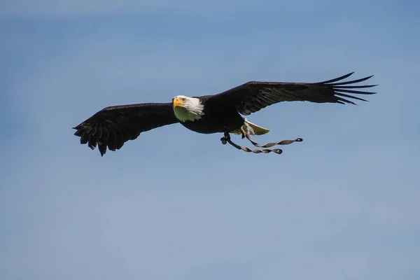 Flygande bald eagle lat. haliaeetus leucocephalus i en park — Stockfoto