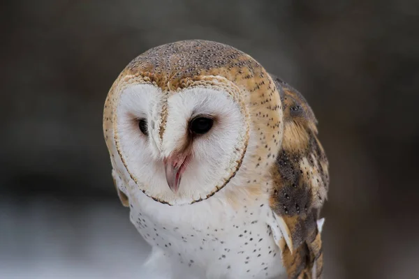 A coruja do celeiro ocidental, Tyto Alba em um parque natural — Fotografia de Stock