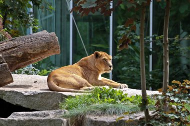 Aslan, Panthera leo cins Panthera dört büyük kedilerde biridir