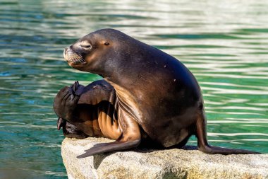 Güney Amerika deniz aslanı, Otaria flavescens Hayvanat Bahçesi