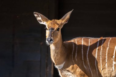 Nyala antilop - yayılım gösterir: angasii. Vahşi yaşam hayvan.