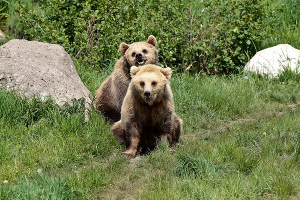 Європейська бурий ведмідь, Урсус arctos у парку — стокове фото