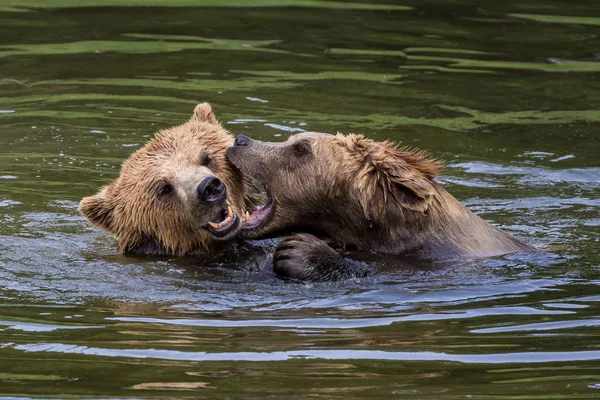 Europejski niedźwiedź brunatny, ursus arctos w parku — Zdjęcie stockowe