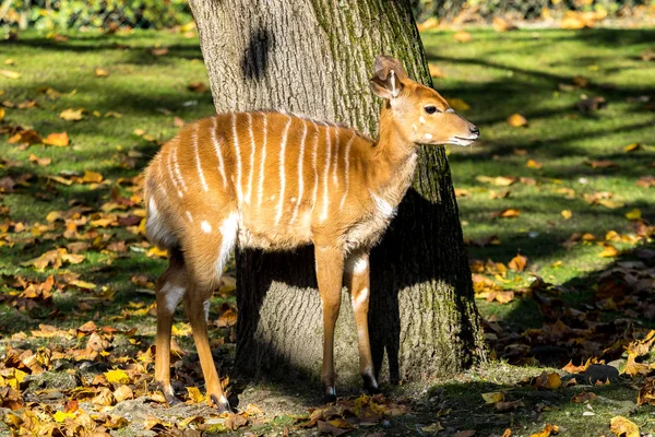 Nyala Antelope - Tragelaphus angasii. Vida silvestre animal . — Foto de Stock