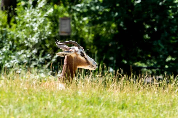 Dama gazelle, gazella dama mhorr oder mhorr gazelle ist eine Gazellenart — Stockfoto