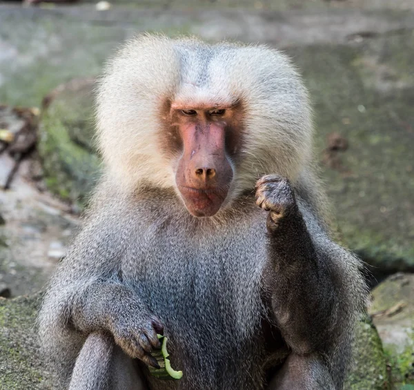 Papio hamadryas é uma espécie de babuíno do gênero "Papio" — Fotografia de Stock