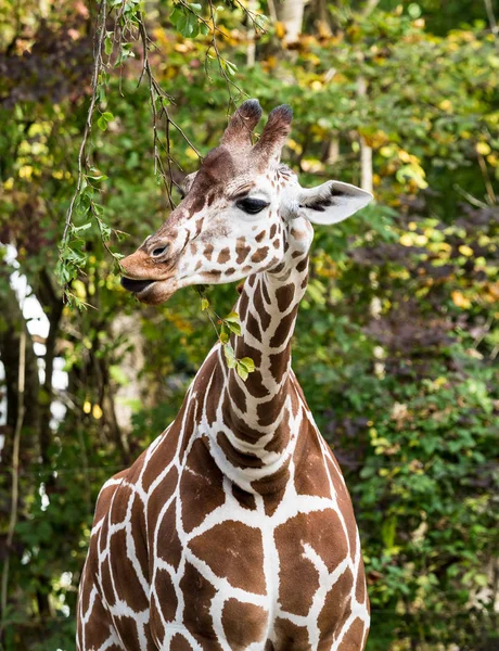 La giraffa, Giraffa camelopardalis è un mammifero africano — Foto Stock