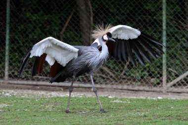 Siyah taç Crane, Balearica pavonina Hayvanat Bahçesi