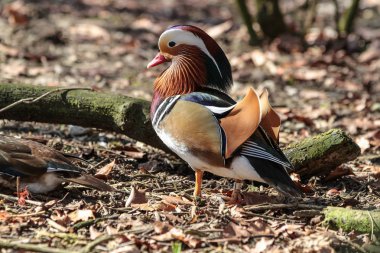 Mandarin ördeği, Aix galericulata Alman bir hayvanat bahçesi