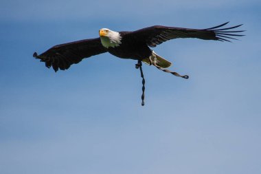 Kel kartal lat. haliaeetus leucocephalus bir parkta uçan