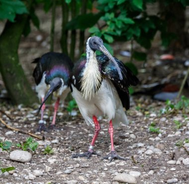 Saman boyunlu aynak Threskiornis spinicollis Hayvanat Bahçesi