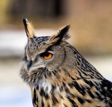 Avrasya kartal baykuş Bubo bubo bir Alman Doğa Parkı