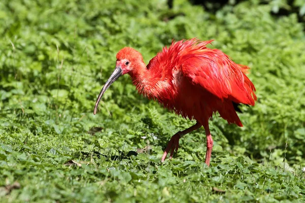 ショウジョウトキ、Eudocimus シリコンゴム。動物園の野生動物 — ストック写真