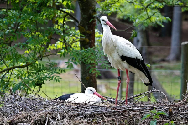 Avrupa beyaz leylek, Ciconia ciconia bir Alman Doğa Parkı — Stok fotoğraf