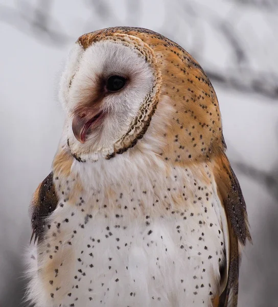 The western barn owl, Tyto alba in a nature park — Stock Photo, Image