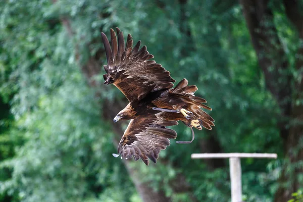 Águia dourada, Aquila chrysaetos sentado em um ramo — Fotografia de Stock