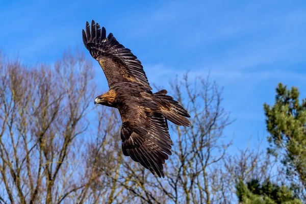 Golden eagle, Aquila chrysaetos sedící na větvi — Stock fotografie