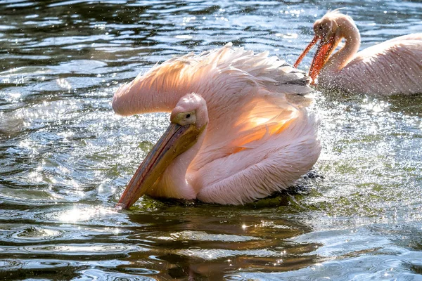 Большой белый пеликан, Pelecanus onocrotalus в зоопарке — стоковое фото