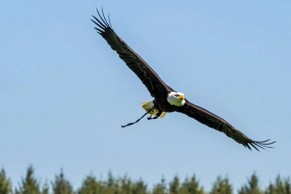 Flygande bald eagle lat. haliaeetus leucocephalus i en park — Stockfoto