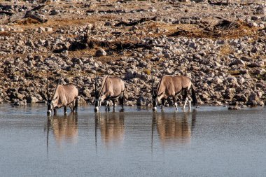 Namibya'daki Etosha Park'ta bir su birikintisi içen oriks antilopları