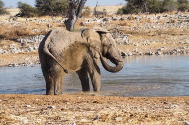 Afrika Fili, Loxodonta Africana in Etosha Ulusal Parkı, Namibya