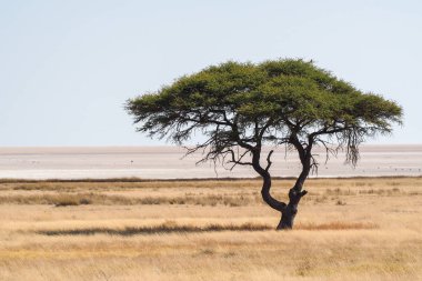 Namibya Etosha milli parkı büyük Akasya ağacı