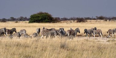 Mountain Zebra, Etosha Ulusal Parkı'ndaki Equus zebra, Namibya