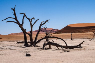 Deadvlei, Sossusvlei'de manzara. Namib-Naukluft Ulusal Parkı, Namibya
