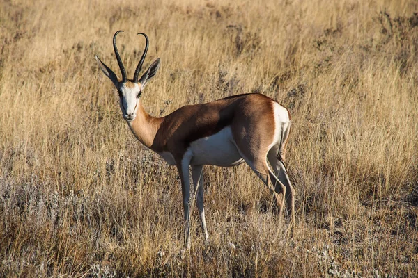 Springbok, Antidorcas marsupialis nel Parco Nazionale di Etosha, Namibia . — Foto Stock